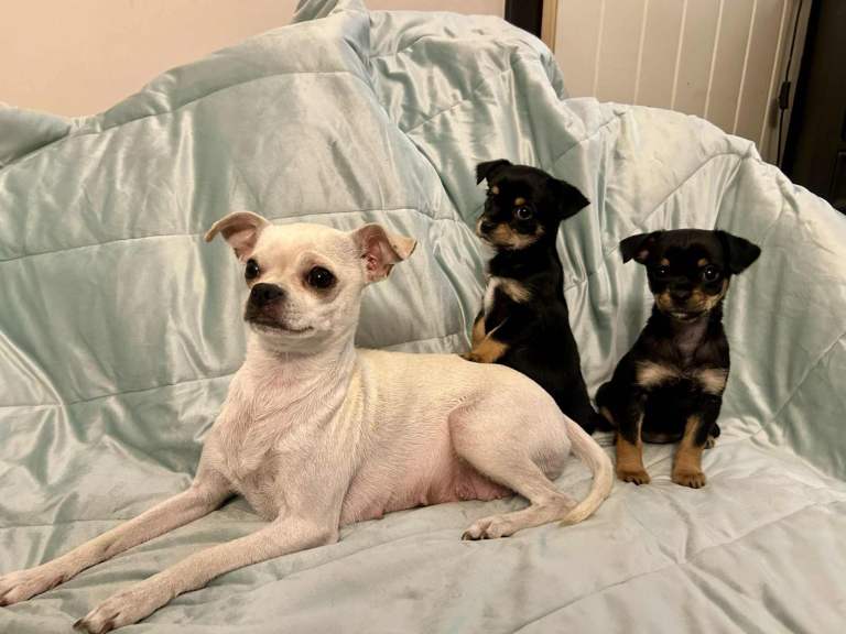 Chihuahua x Yorkie  Puppy for Sale