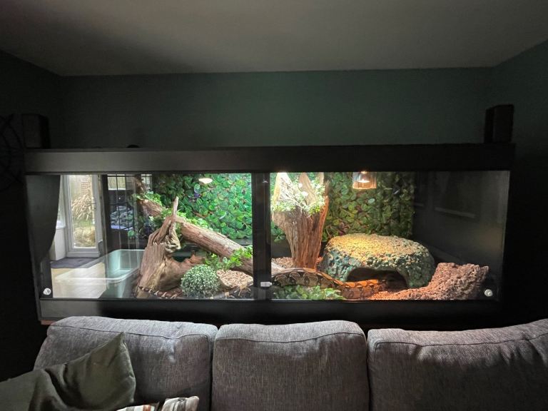 8x3x3ft black Vivarium with BCC