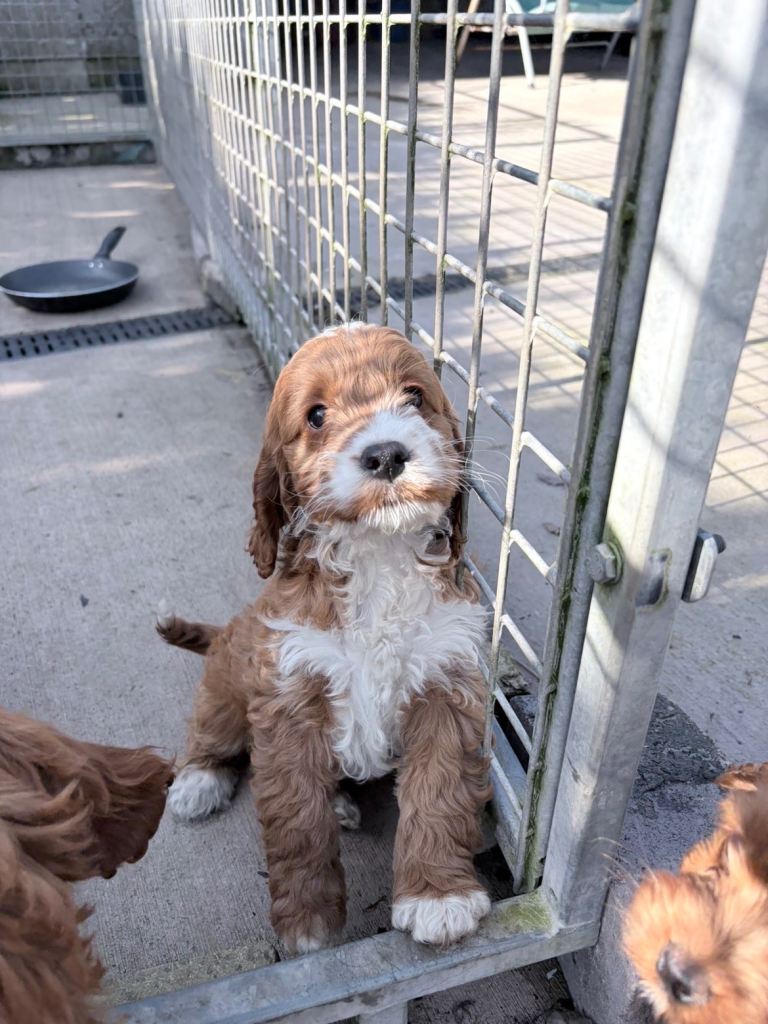 Cockapoo Pups