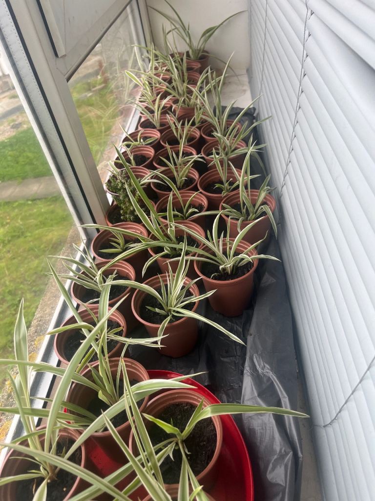 Healthy Spider Plants in 9cm Pots – Easy Care Houseplants 🌱