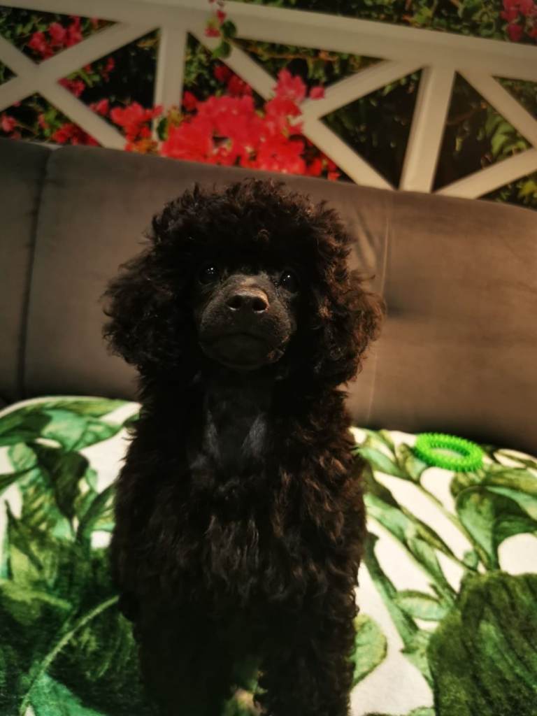 Toy poodle 