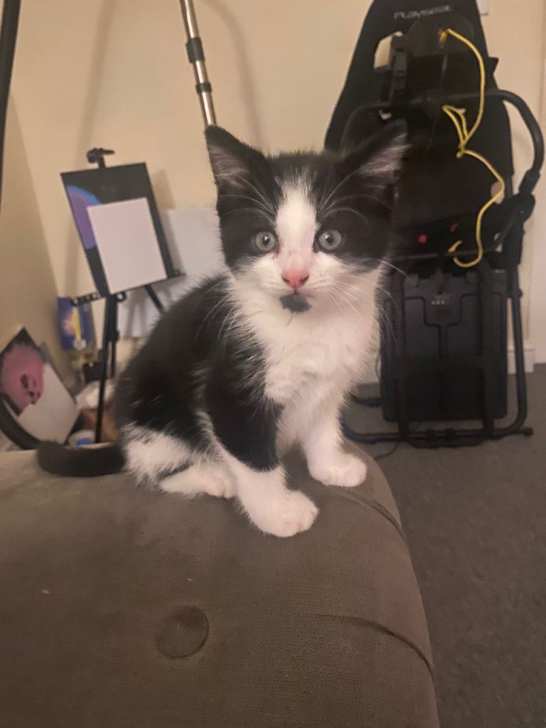 Female kittens for sale 