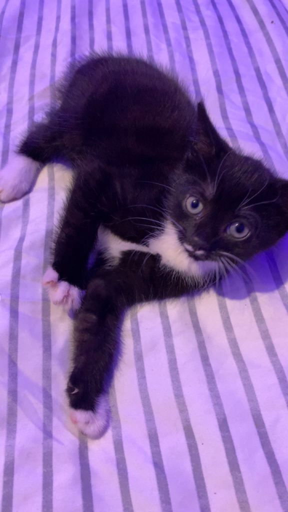 3 Beautiful Black And White Kittens And 1 Fully Black Kitten With White Bits Ready For New Homes