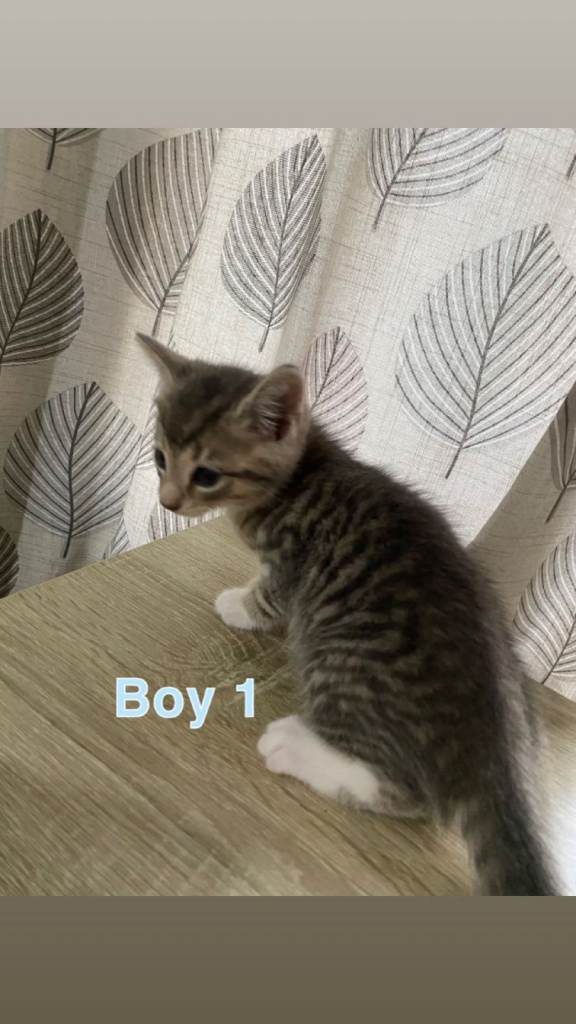 Kittens for sale 3 girls and 3 boys
