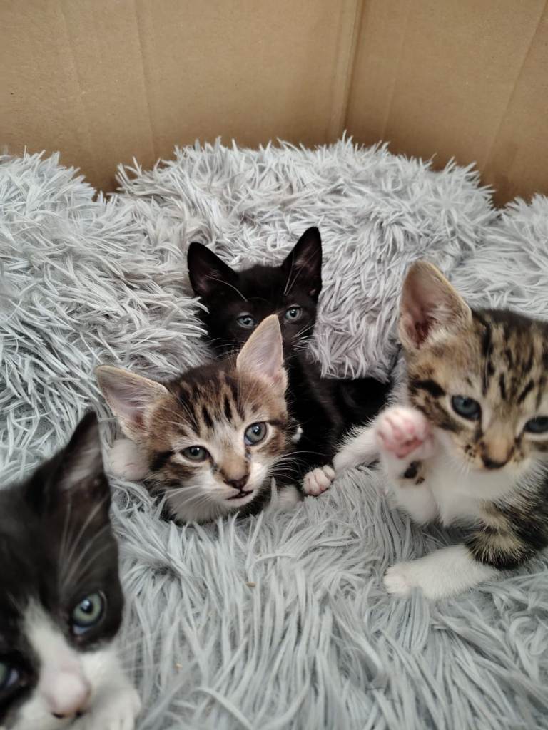 4 beautiful kittens for sale 