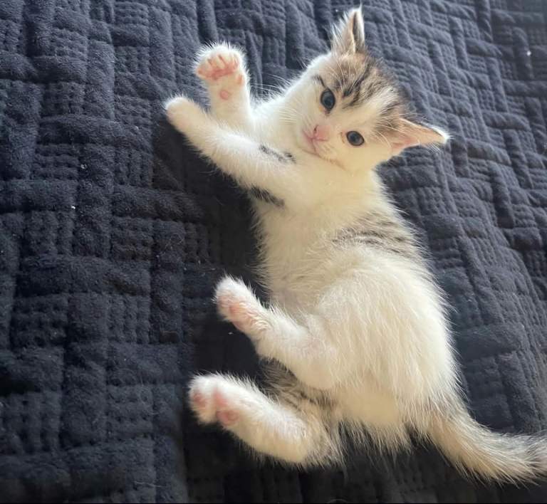 4 Norwegian Forest kittens ready to go  ❤️