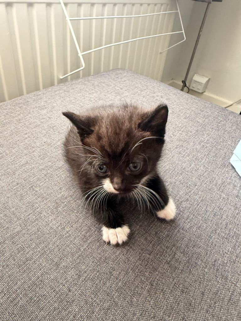 Kitten For Sale