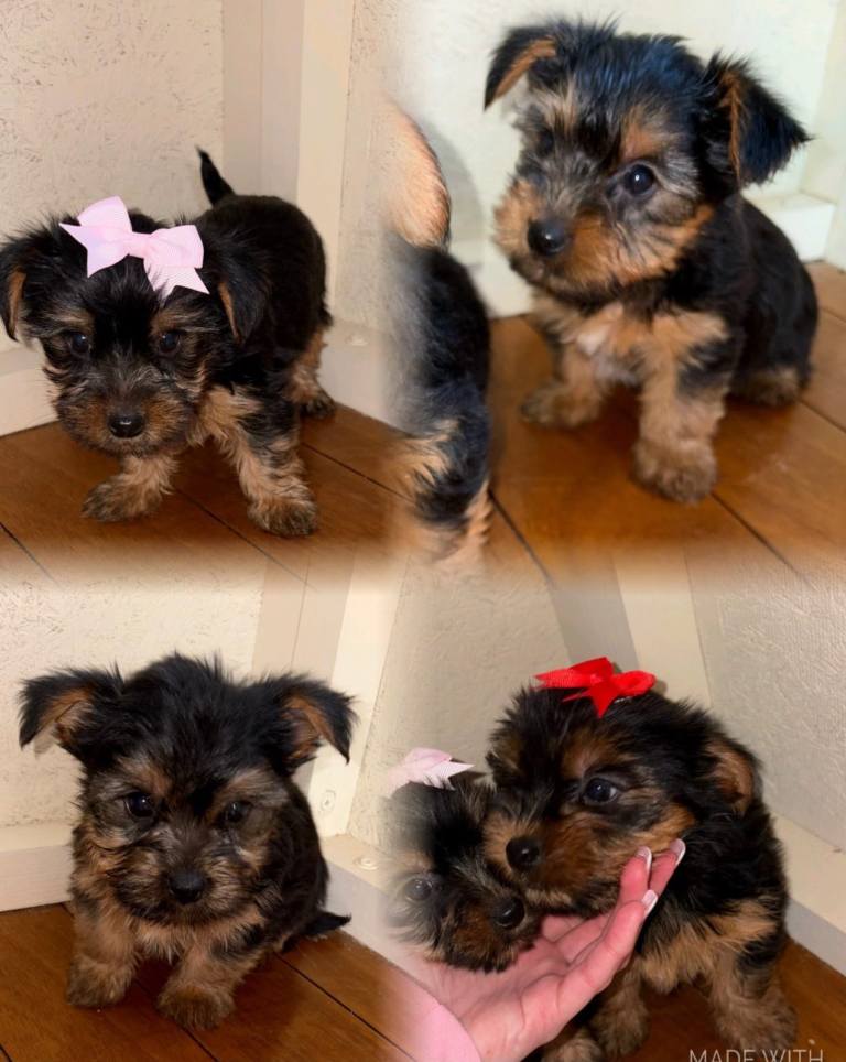 Yorkshire terrier puppy’s 