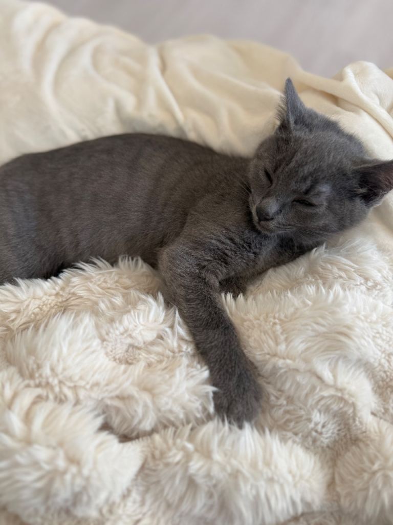 Russian Blue Kitten boy 11 weeks old
