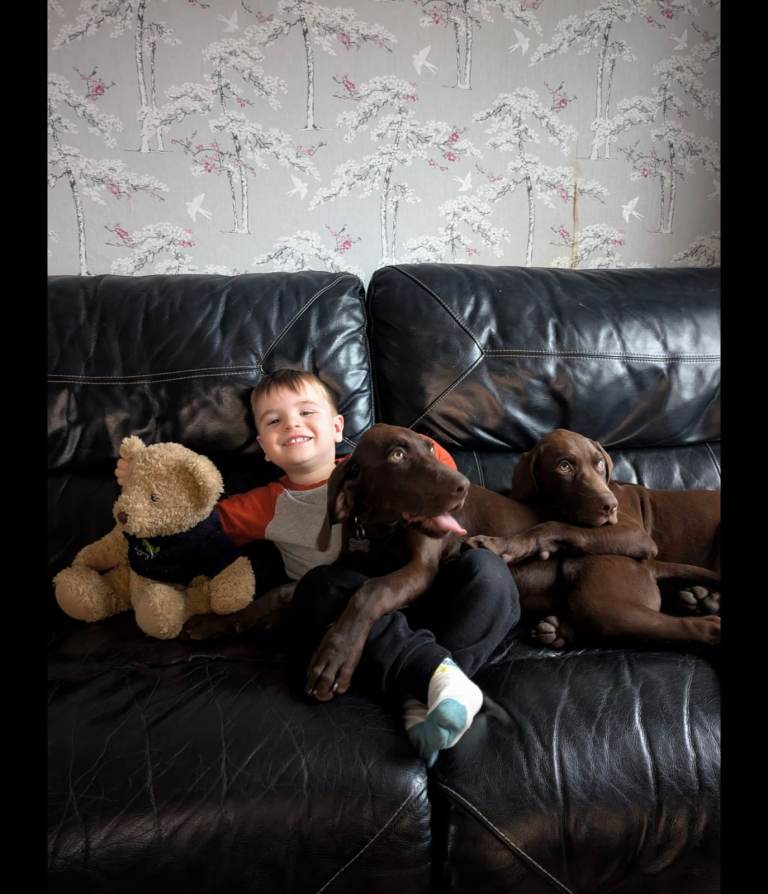 German short hair pointer- GSP