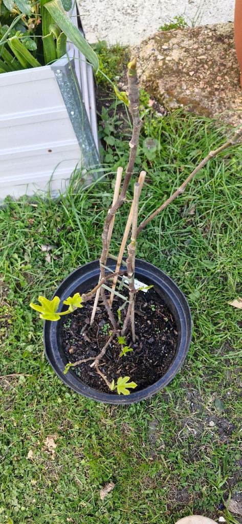 Young Brown Turkey Fig tree 1m approx