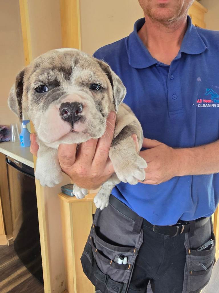British bulldog cross staff pups 