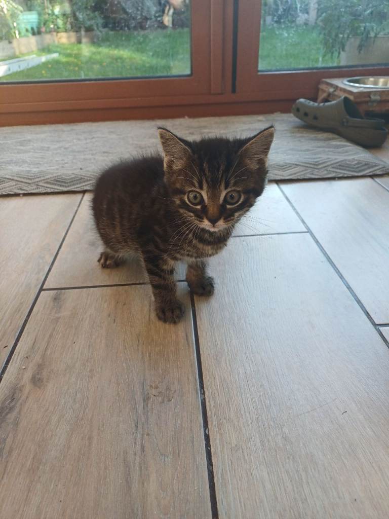 Kittens for sale!