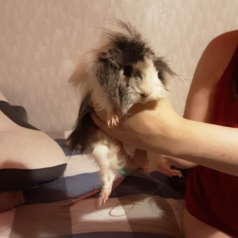 Two young females guinea pigs 