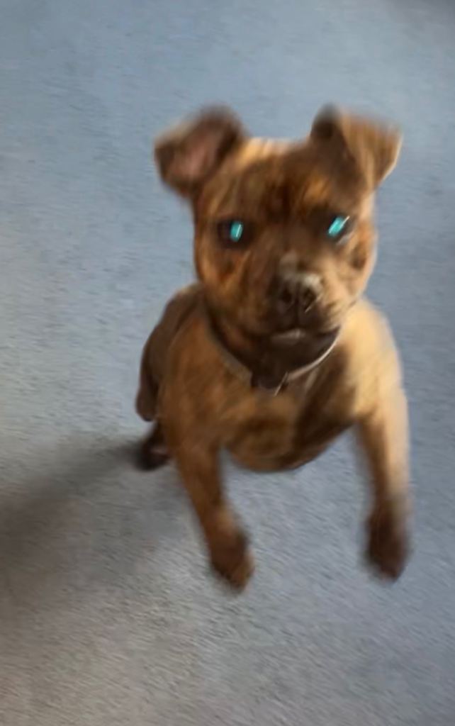 Sadly having to Rehome my pup