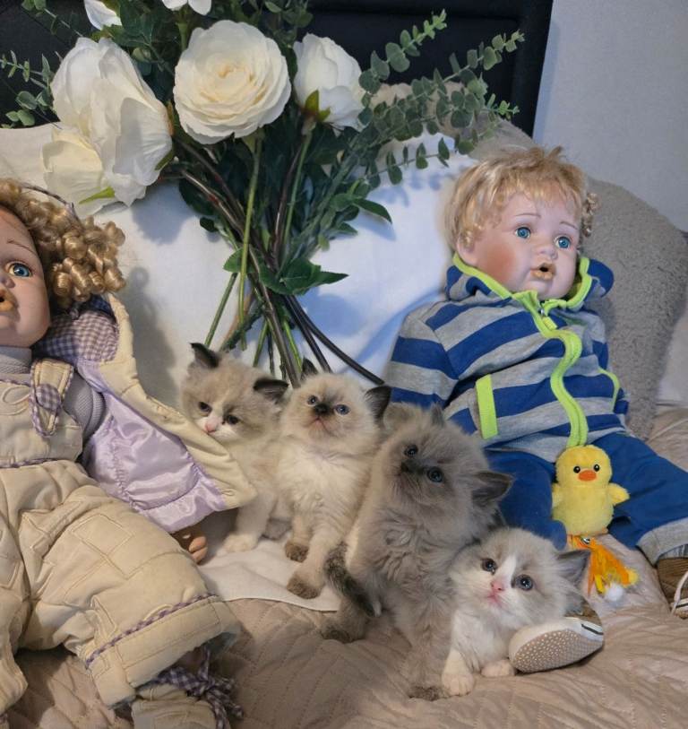 Gorgeous chunky ragdoll kittens