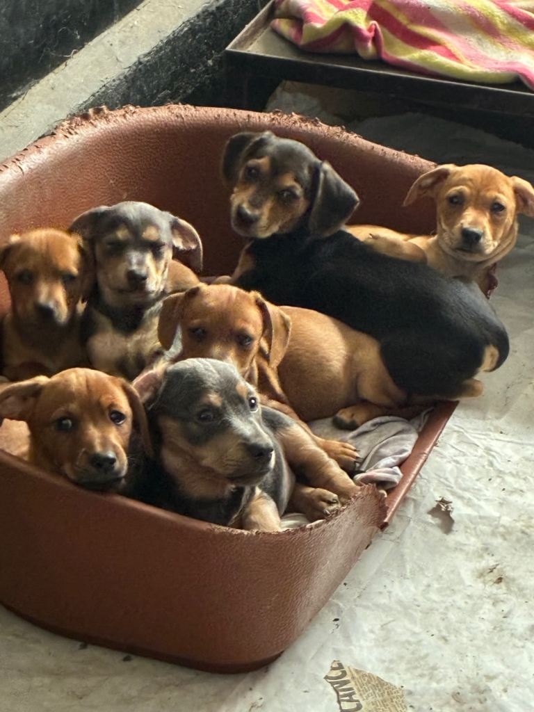 Miniature dachshunds cross chihuahuas 
