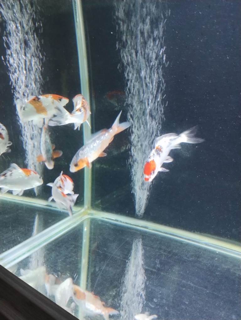 Koi Carp