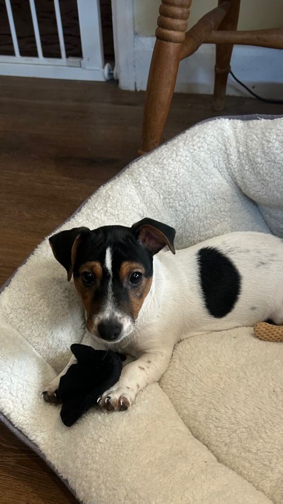 Jack Russell pups