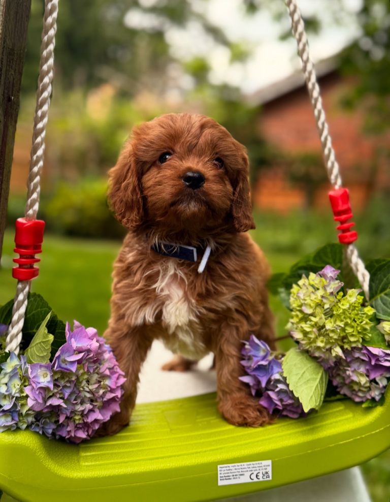 Fox red cavapoos 