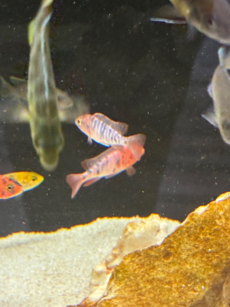 Malawi Cichlids 