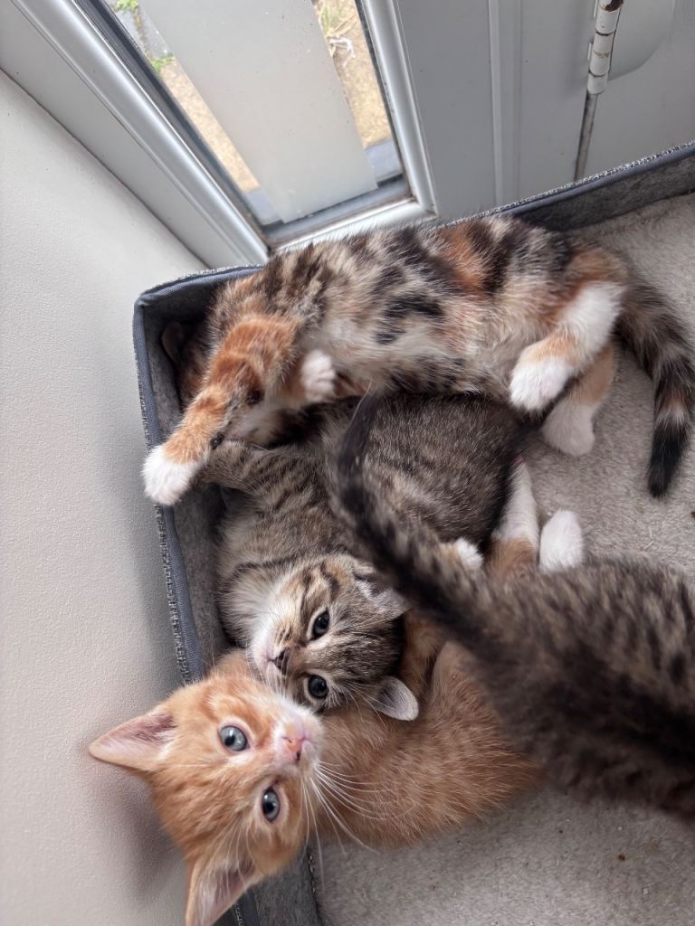 Kittens for sale 