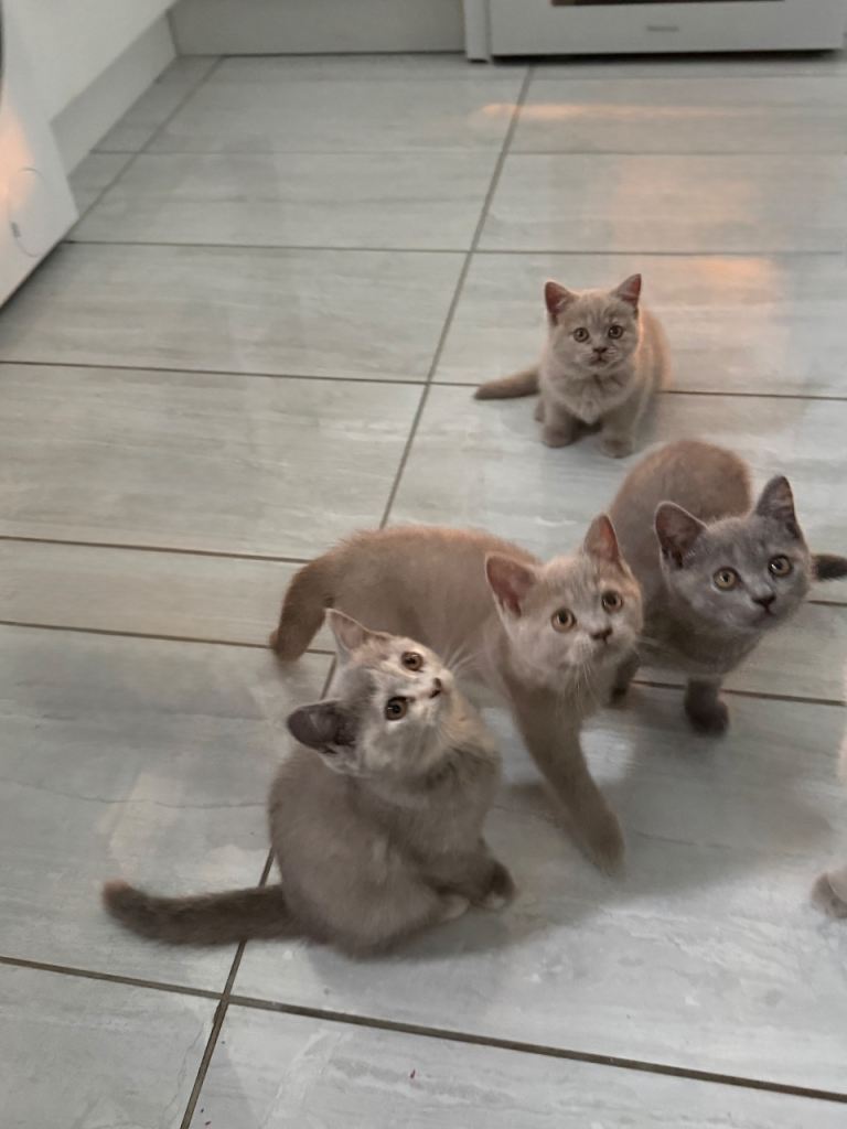 British Shorthair and Longhair 