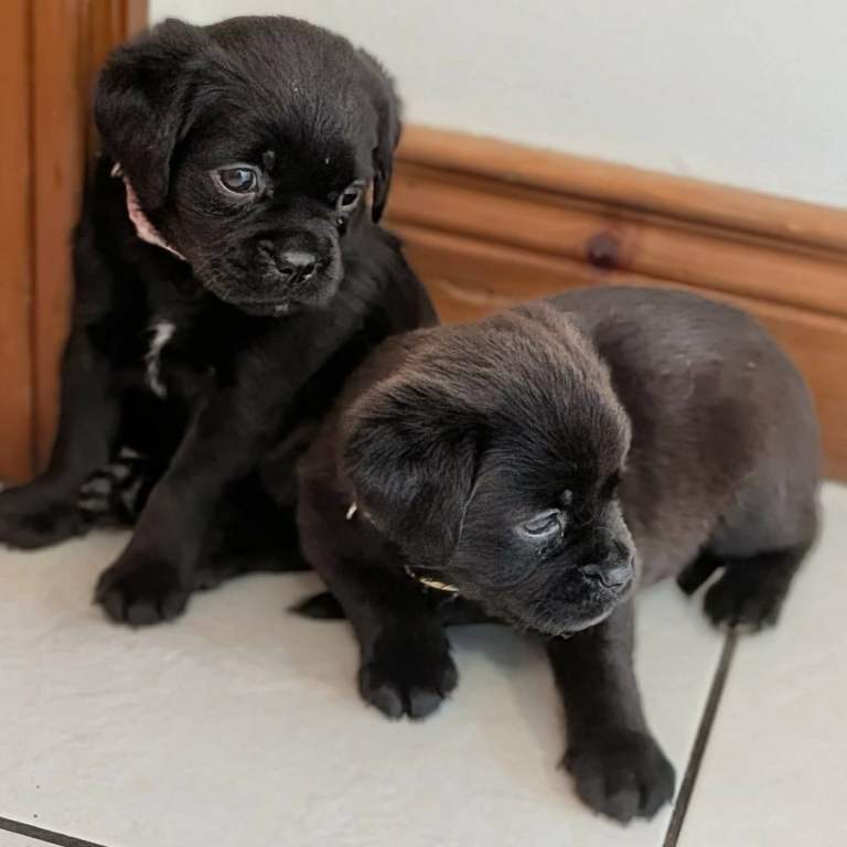 Very Rare Pekadors! 