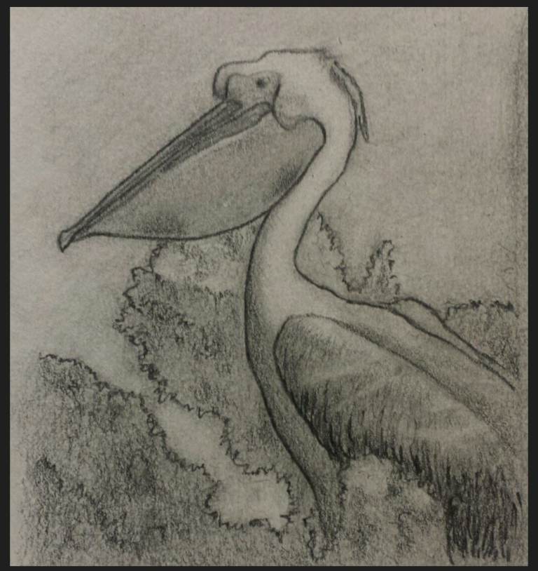 Hand-drawn Great White Pelican for printing 