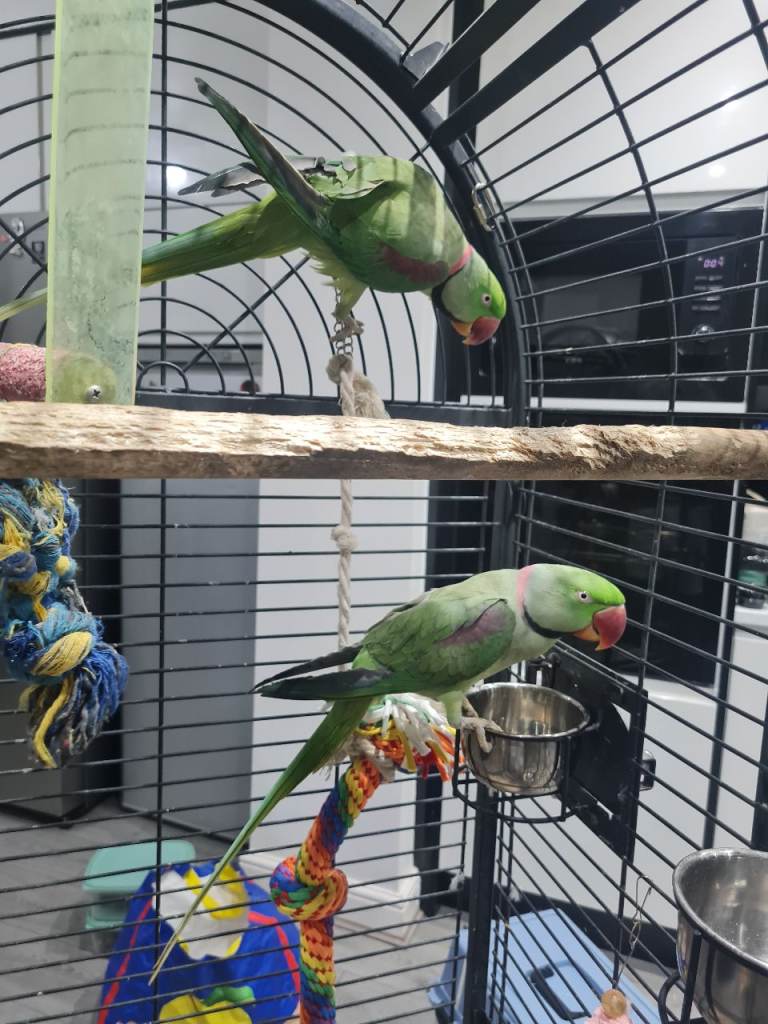 Alexzandrine parrots cage