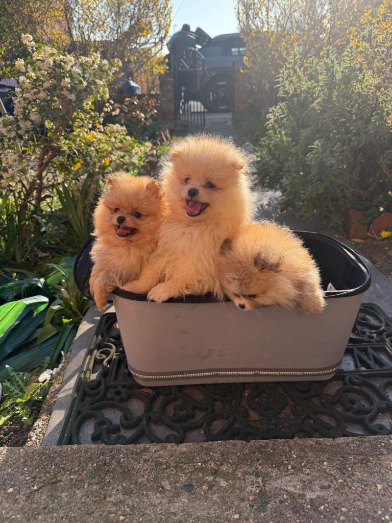 Adorable pure Pomeranian puppies  xs