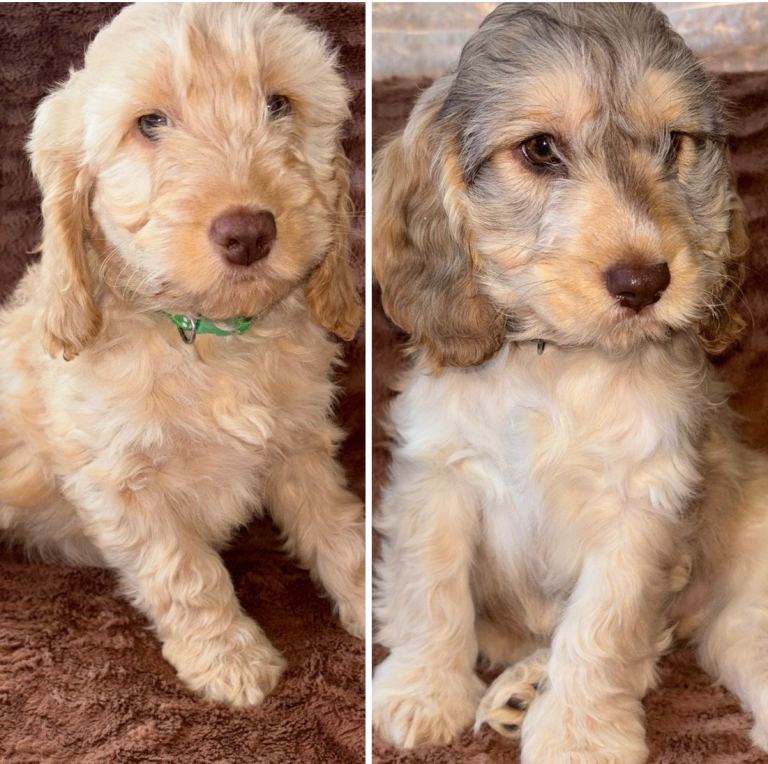 Beautiful F1 Cockapoo Puppies 