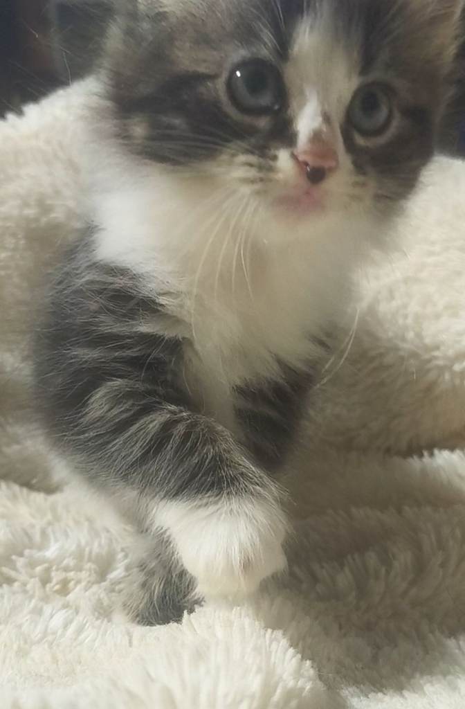Blue & traditional tabby Siberian kittens 