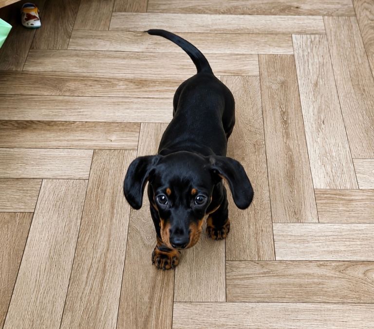 Miniature dachshund puppies *ready now*