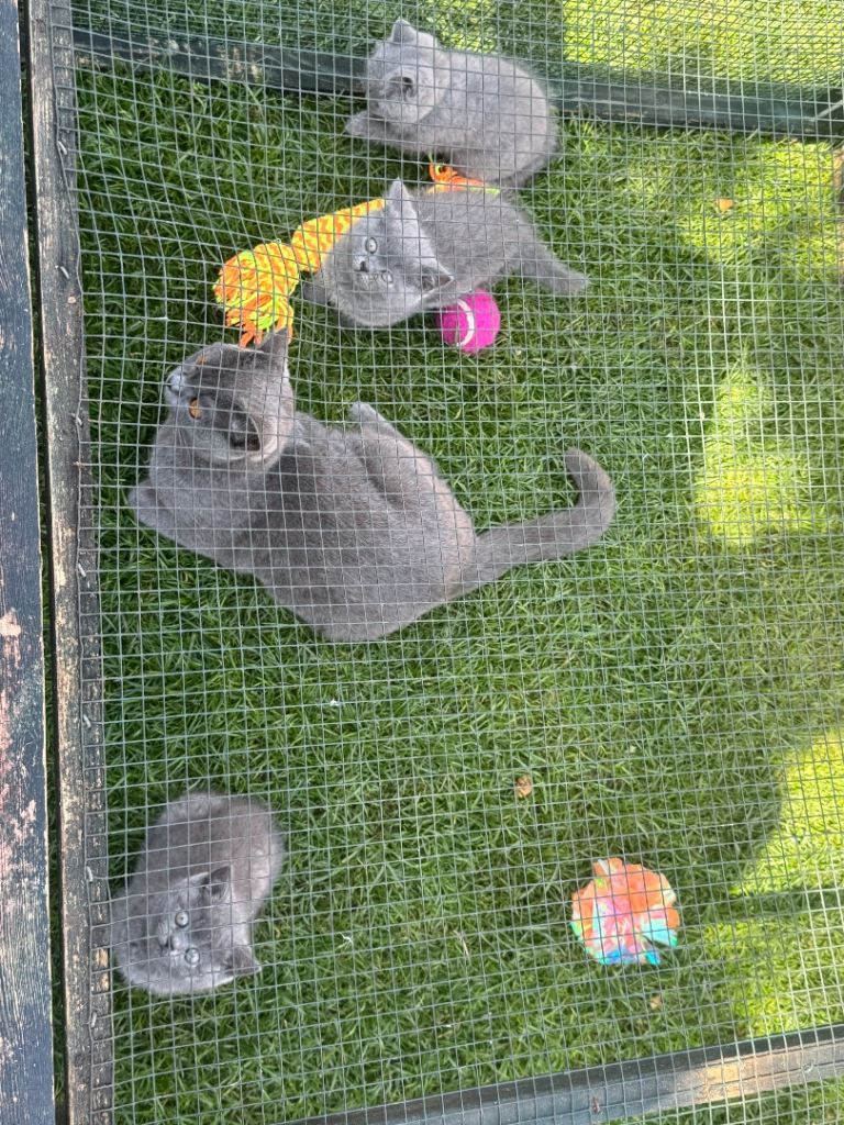 Stunning British Shorthair kittens 🐱 