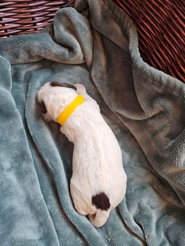 Cocker spaniel puppy 