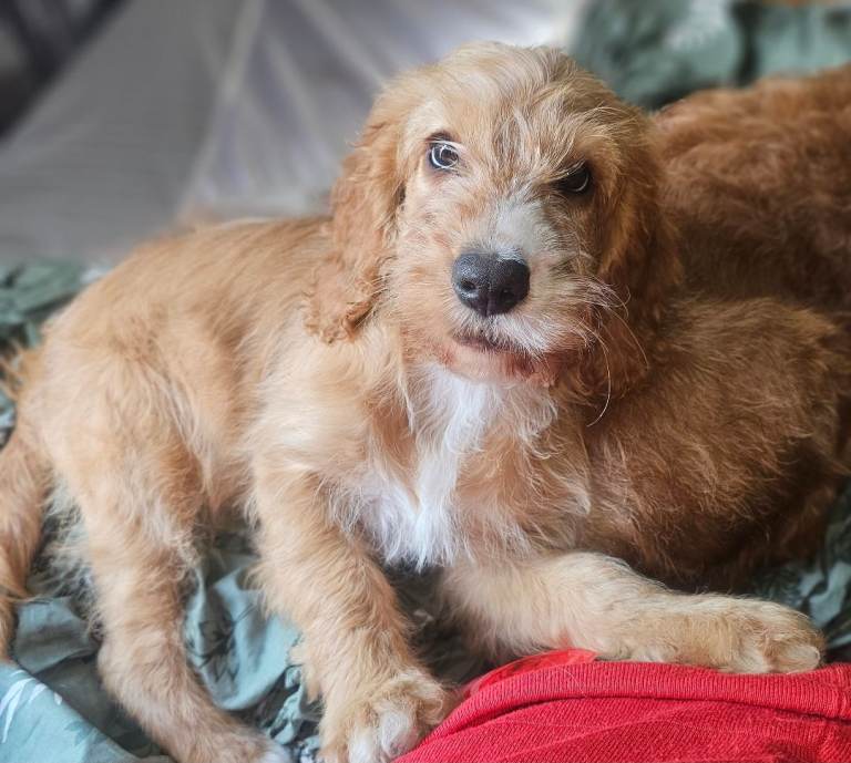 Reduced!! One Red F2 Cockapoo Puppy Left!