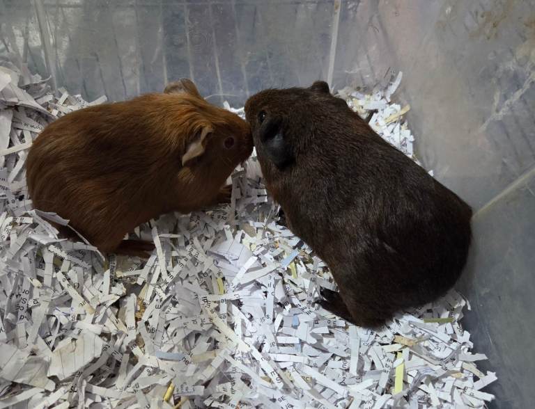Baby girlguinea pigs for sale 