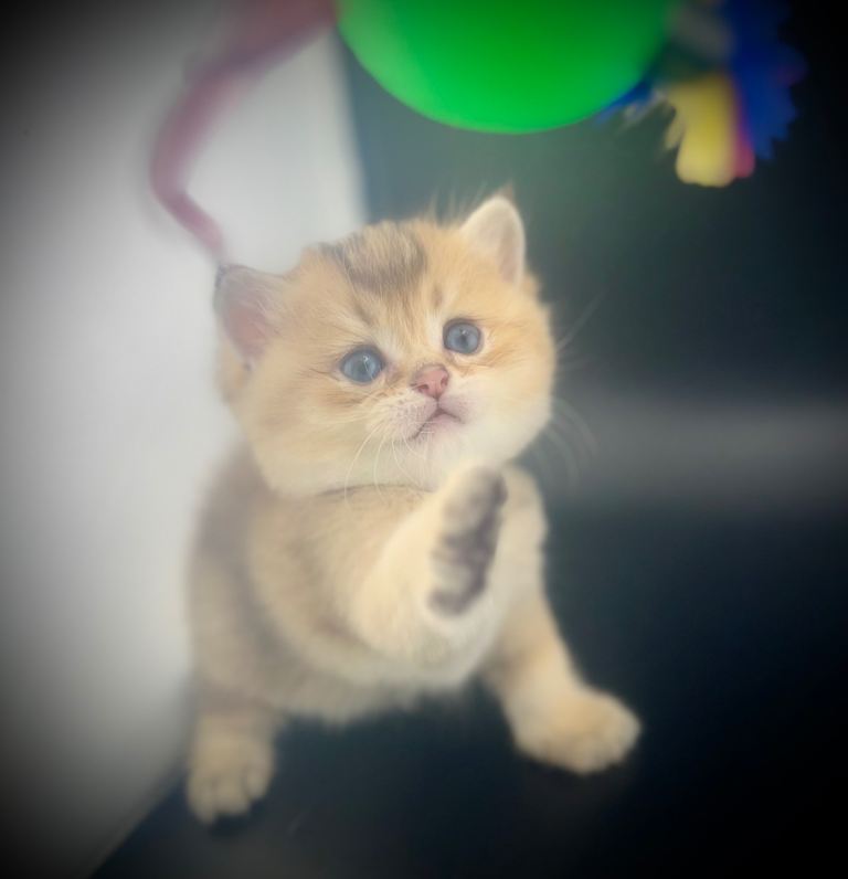 British Shorthair Silver & Golden Kittens Health Tested Parents
