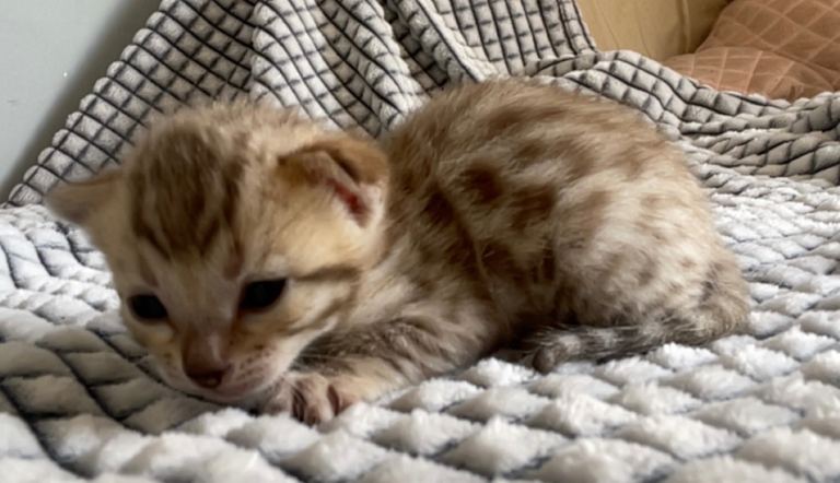 5 beautiful full bengal kits