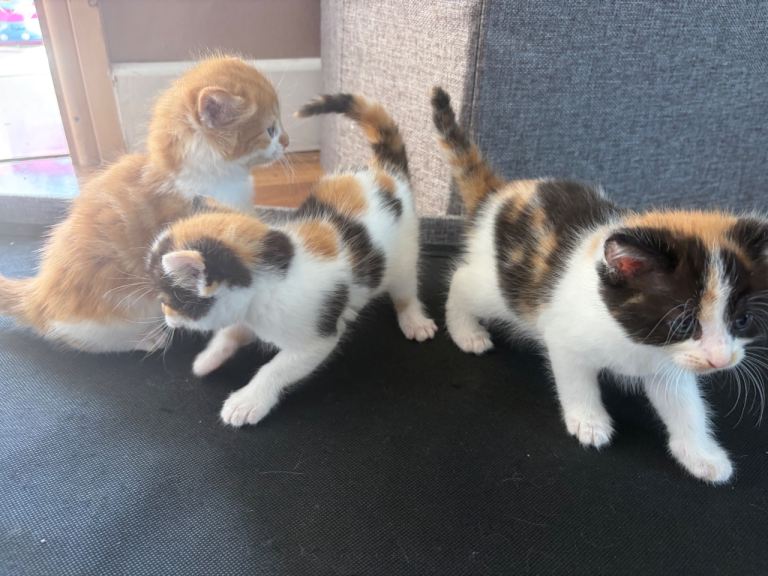 Beautiful Mixed-Coloured Kittens Looking for Loving Homes