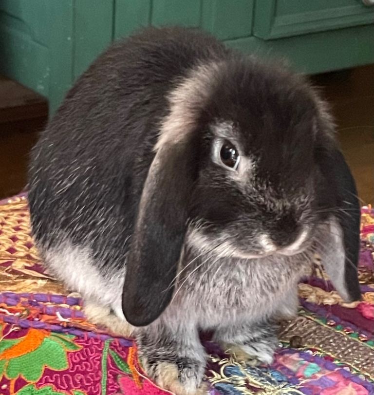 Lop ear rabbits