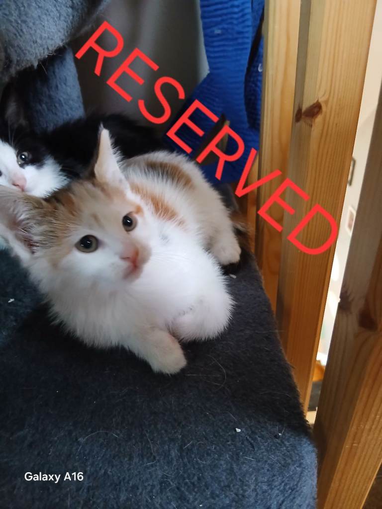Two kittens for sale 