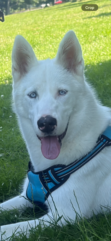Husky 