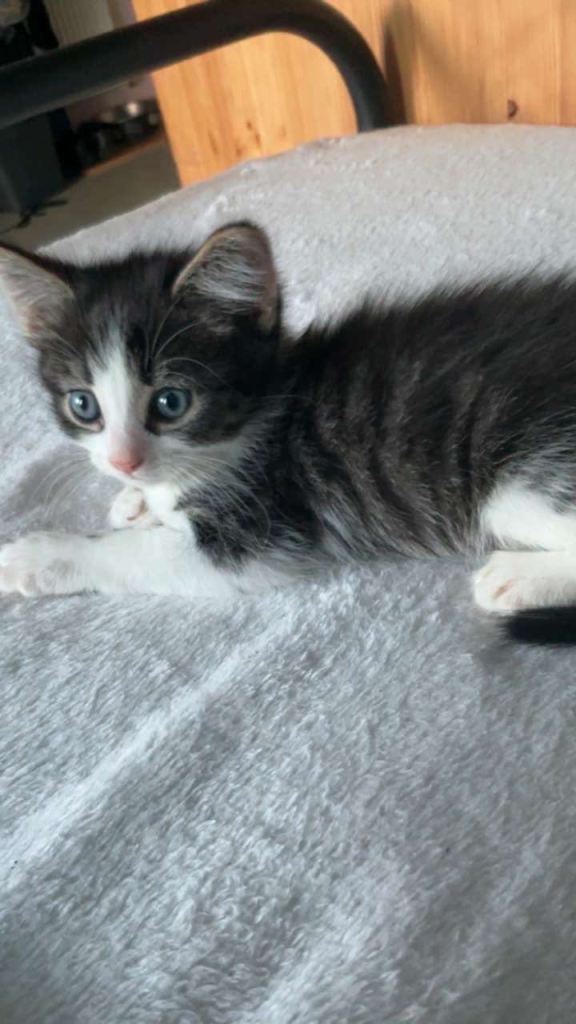 Kittens 