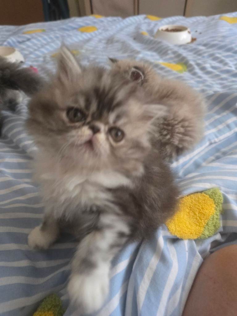 Kittens
