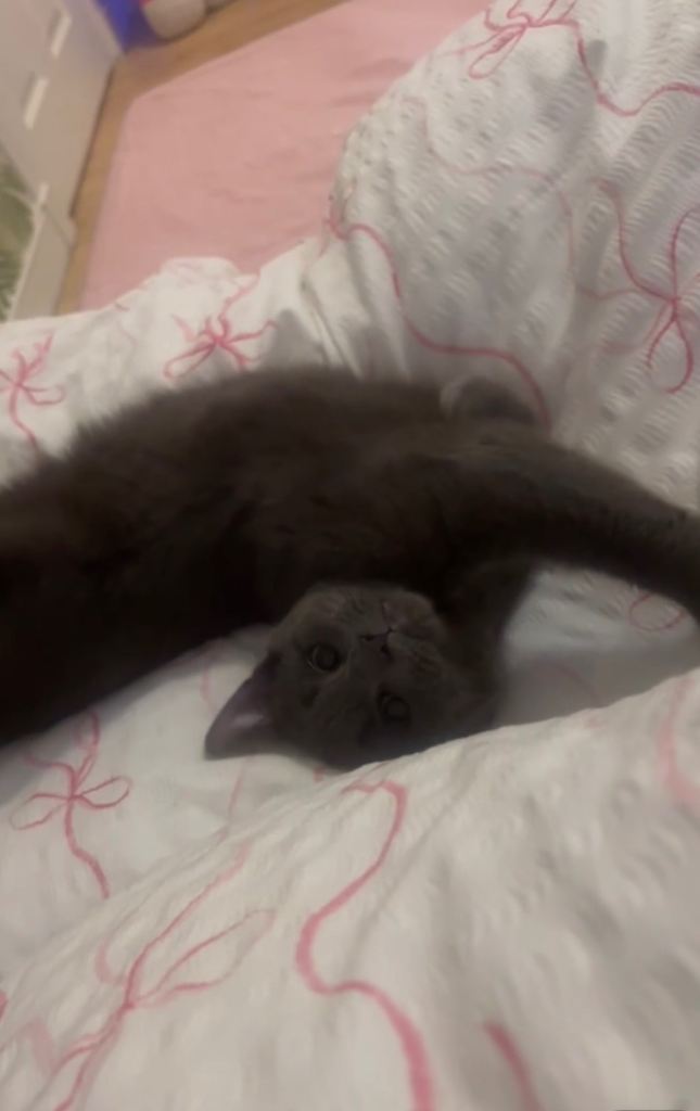 British shorthair kitten 