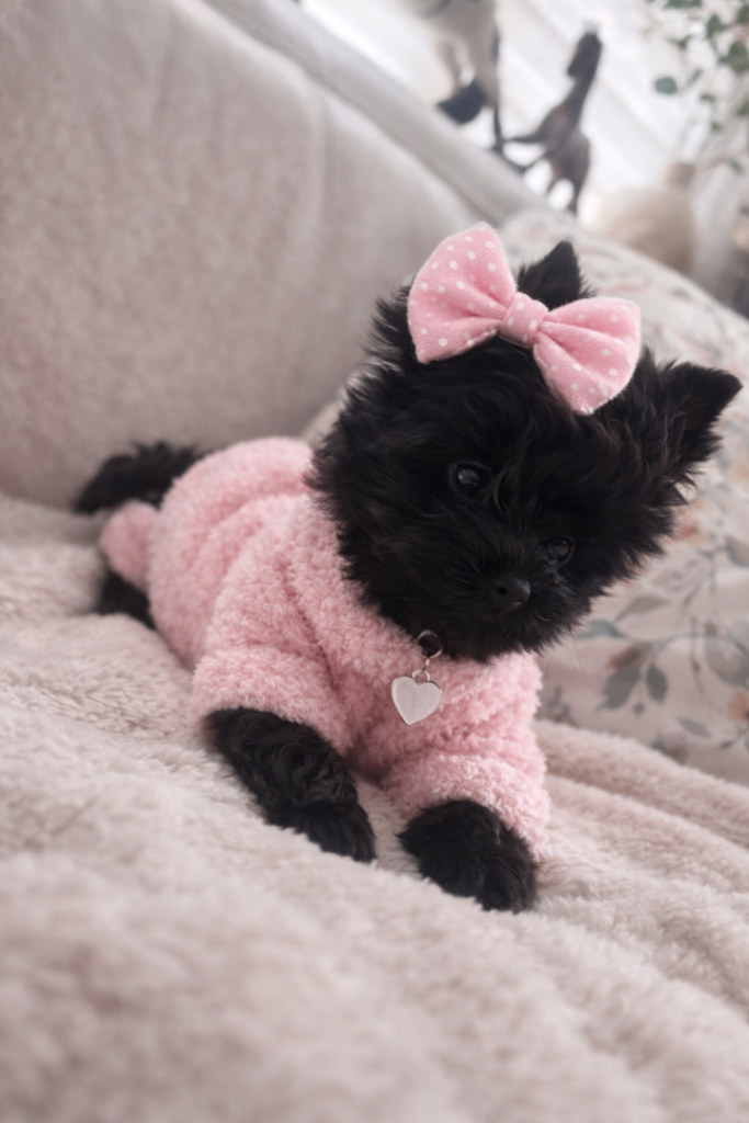 Mini Black Yorkshire terrier puppies 