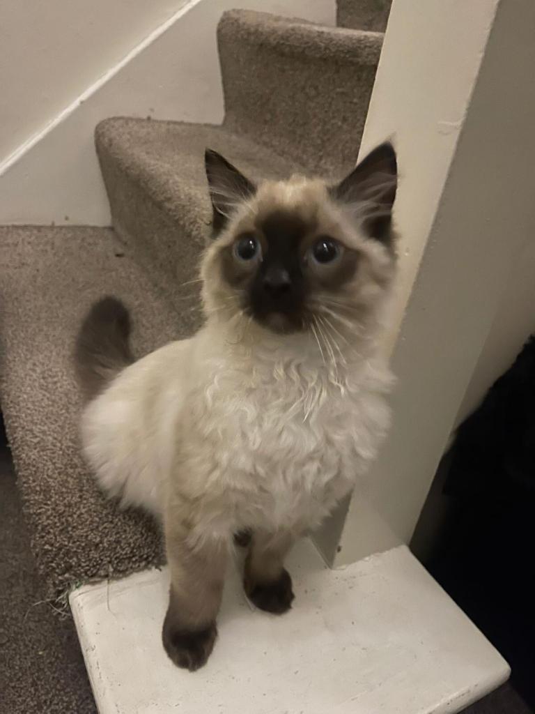 2014 Skoda Octavia 2.0 TDI CR vRS 5dr DSG ESTATE Diesel Automatic