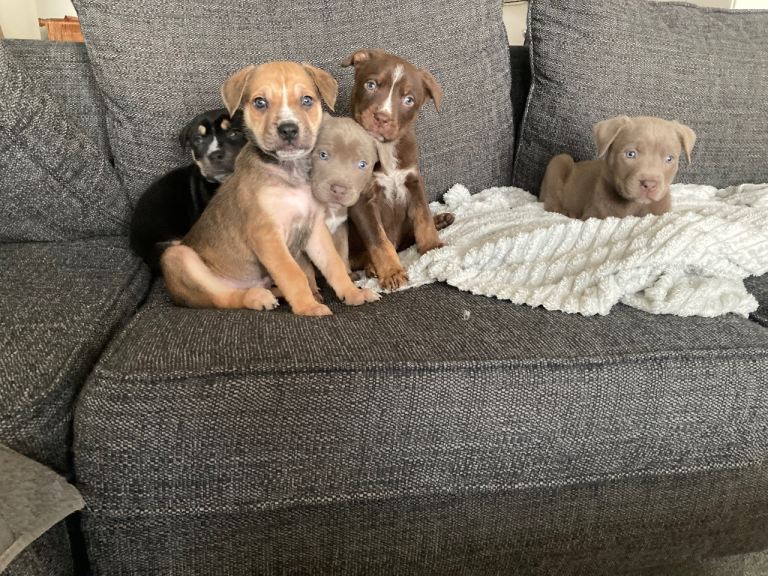 Puppies available 